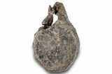 Fossil Dinosaur Vertebra - Two Medicine Formation #265592-2